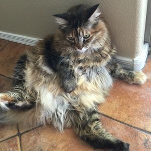 Meet your Posher, Alexandrea